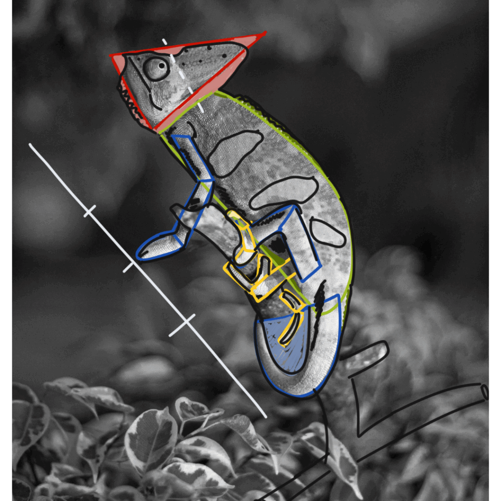 Kameleon met basisvormen leren tekenen